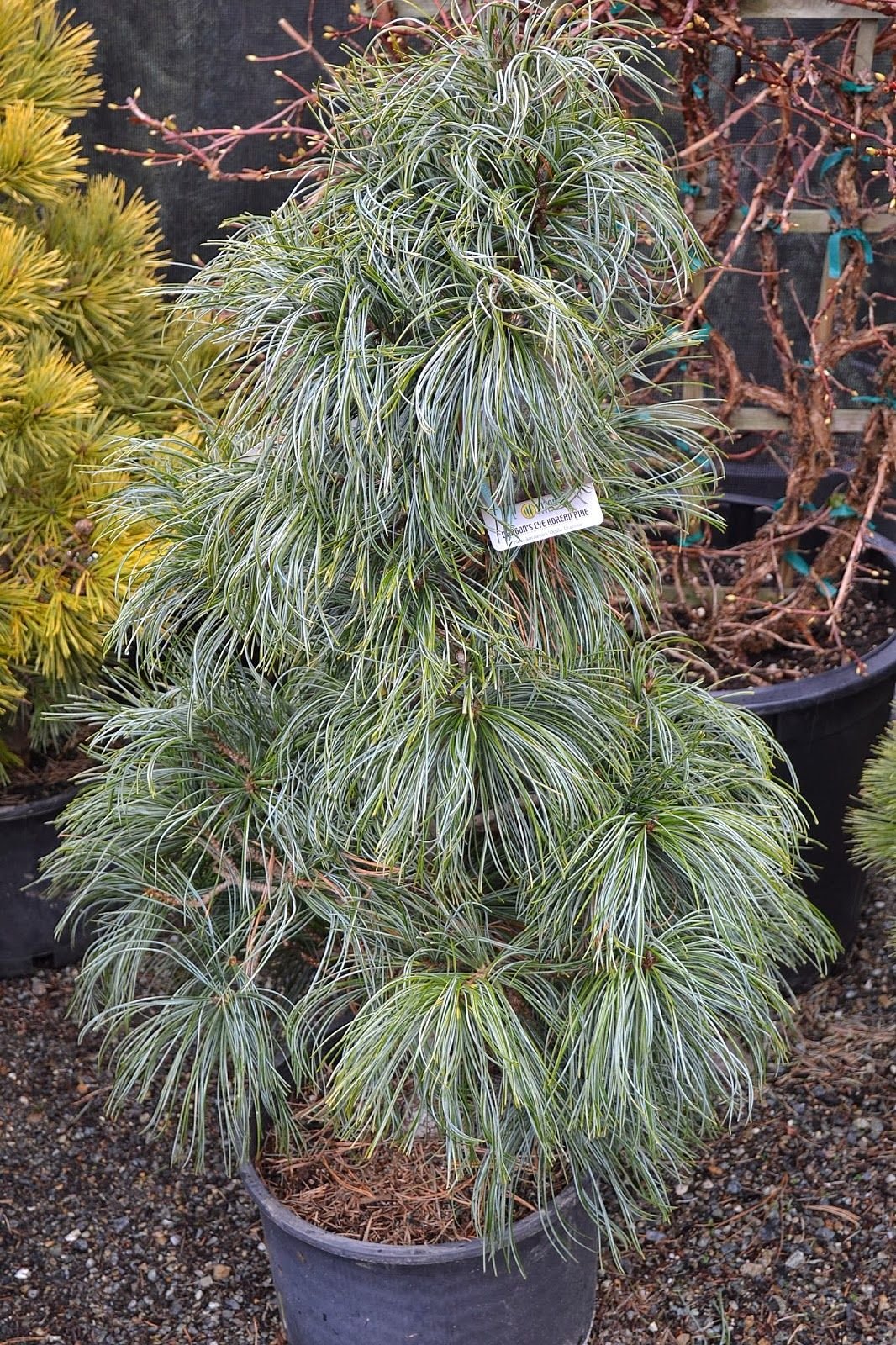 Pinus koraiensis 'Dragon Eye'