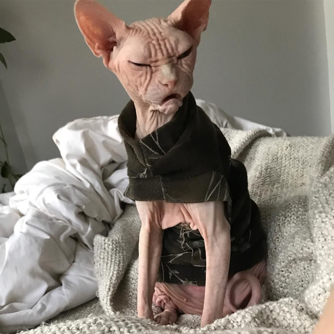 Кот Локи сфинкс