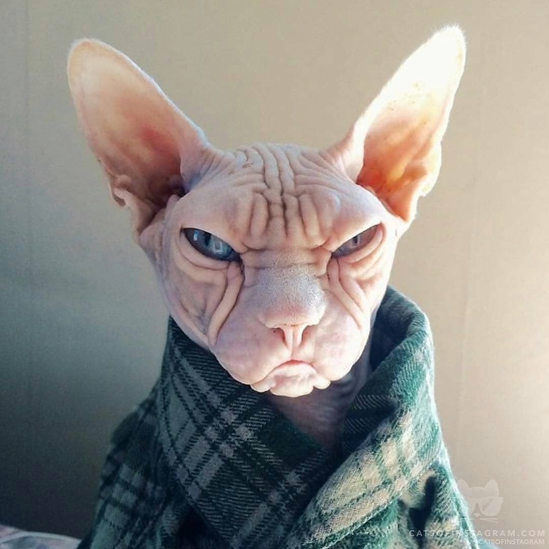 Смешные лысые кошки