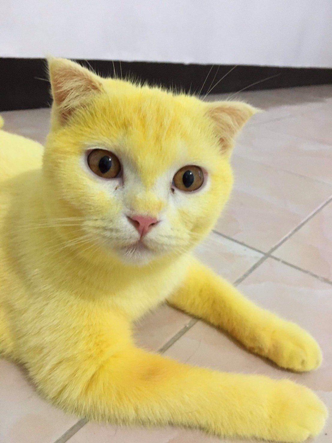 Желтый котенок