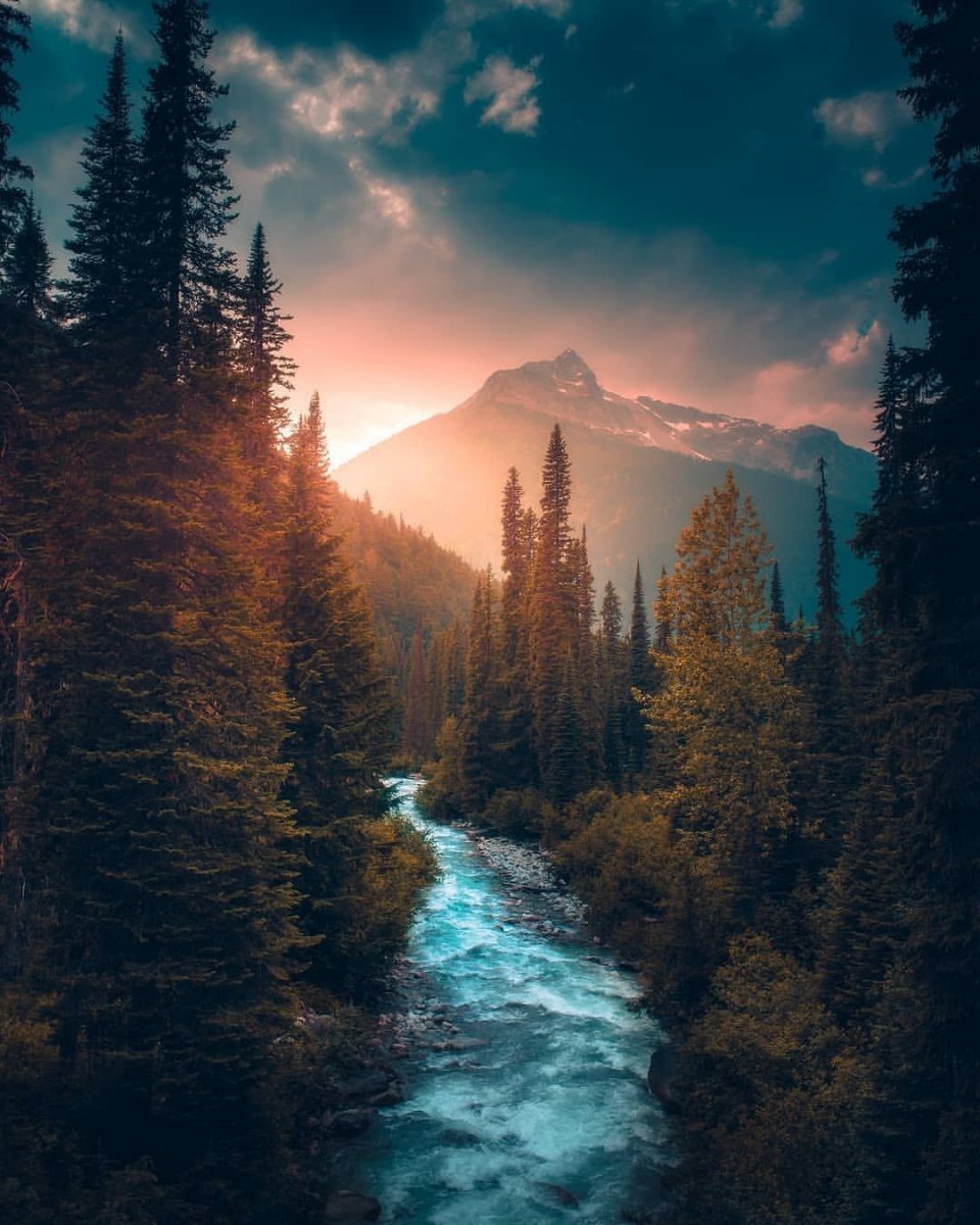 Лес горы