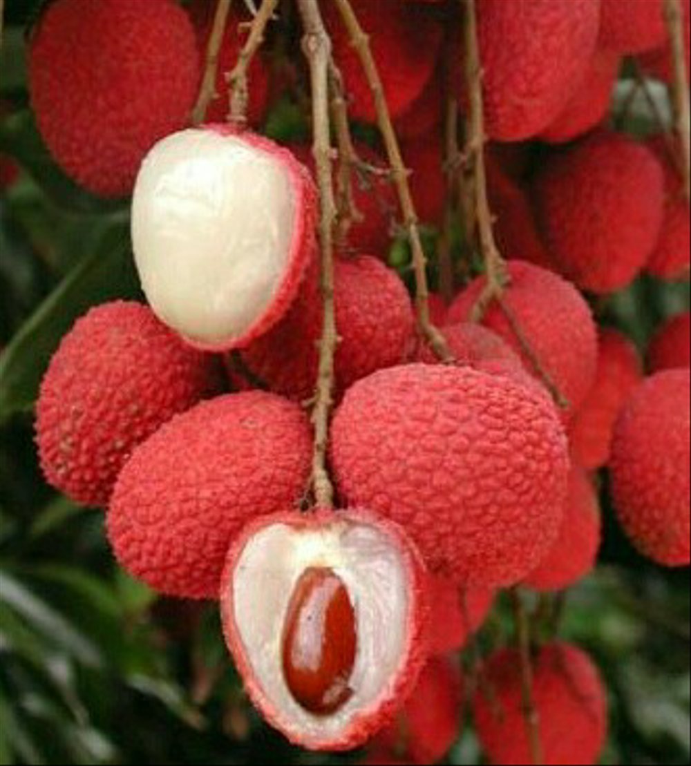 Gorilla Lychee
