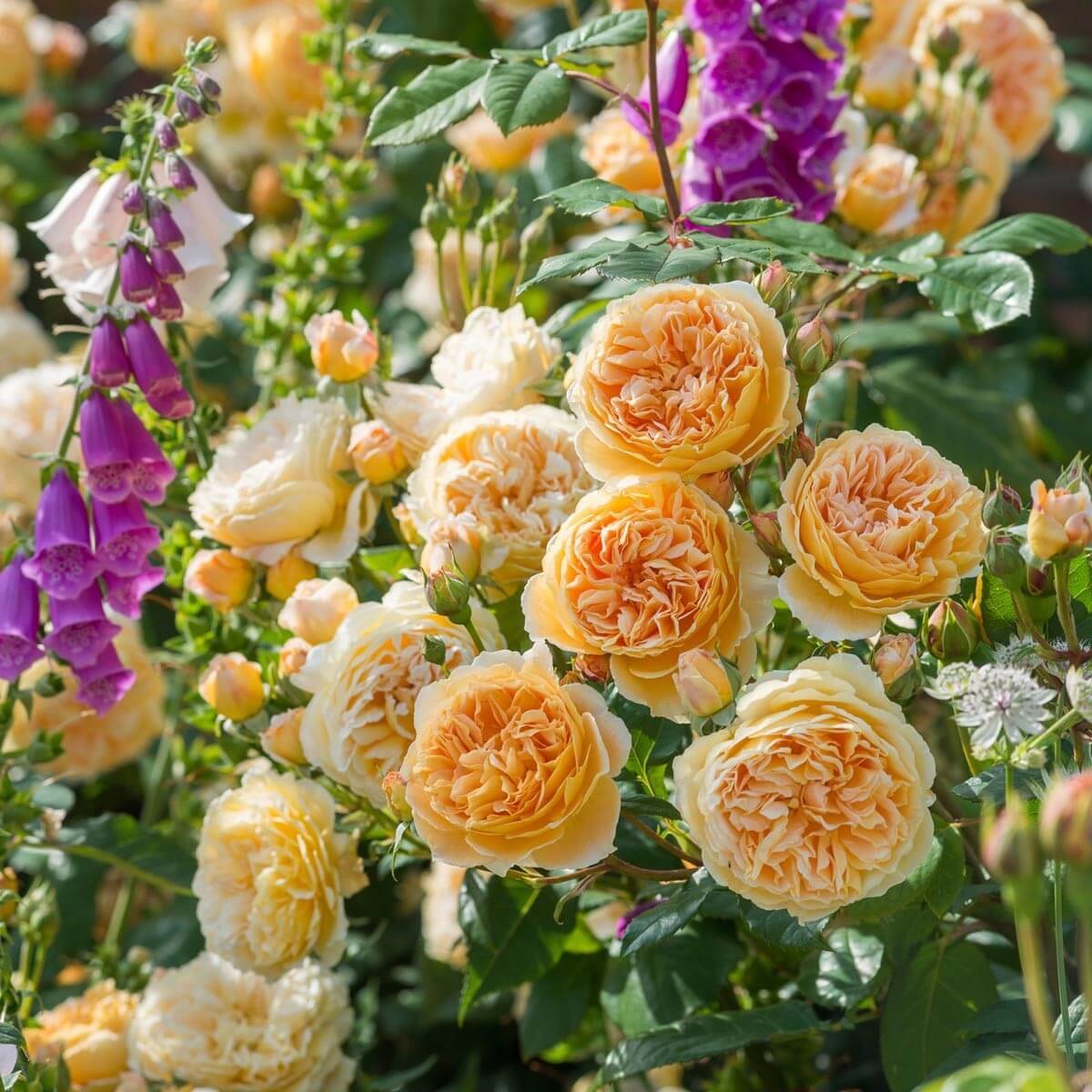 Роза Crown Princess Margareta