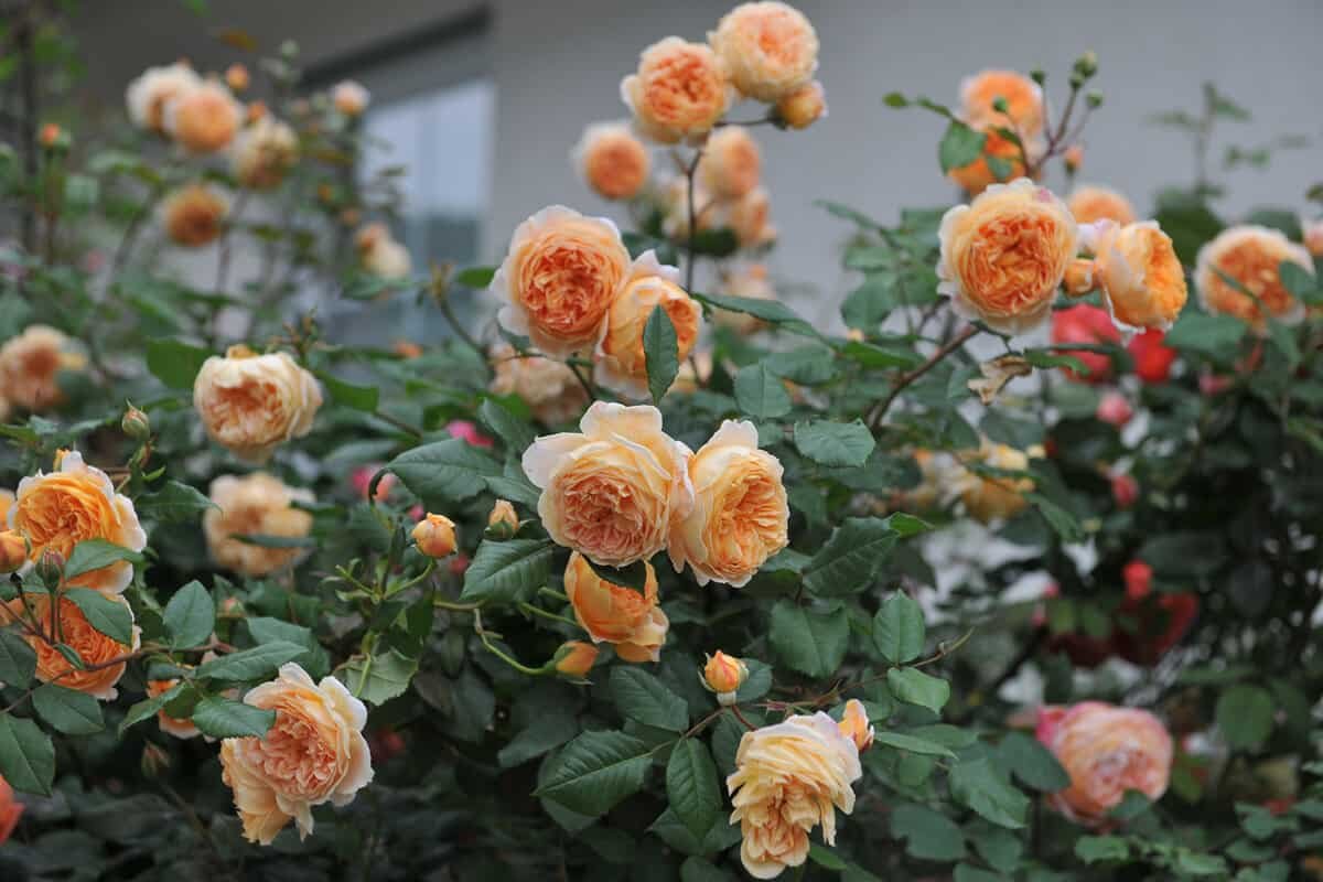 Роза английская Crown Princess Margareta