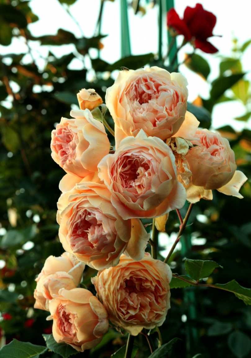 Роза Crown Princess Margaretha