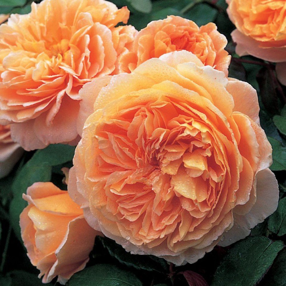 Розы Остина Crown Princess Margareta