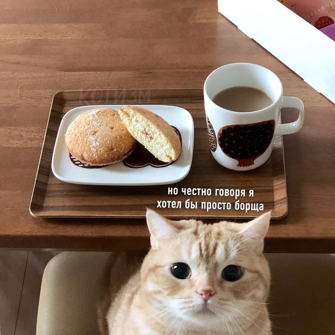 Кошка за завтраком