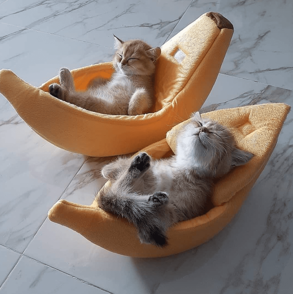 Котенок отдыхает