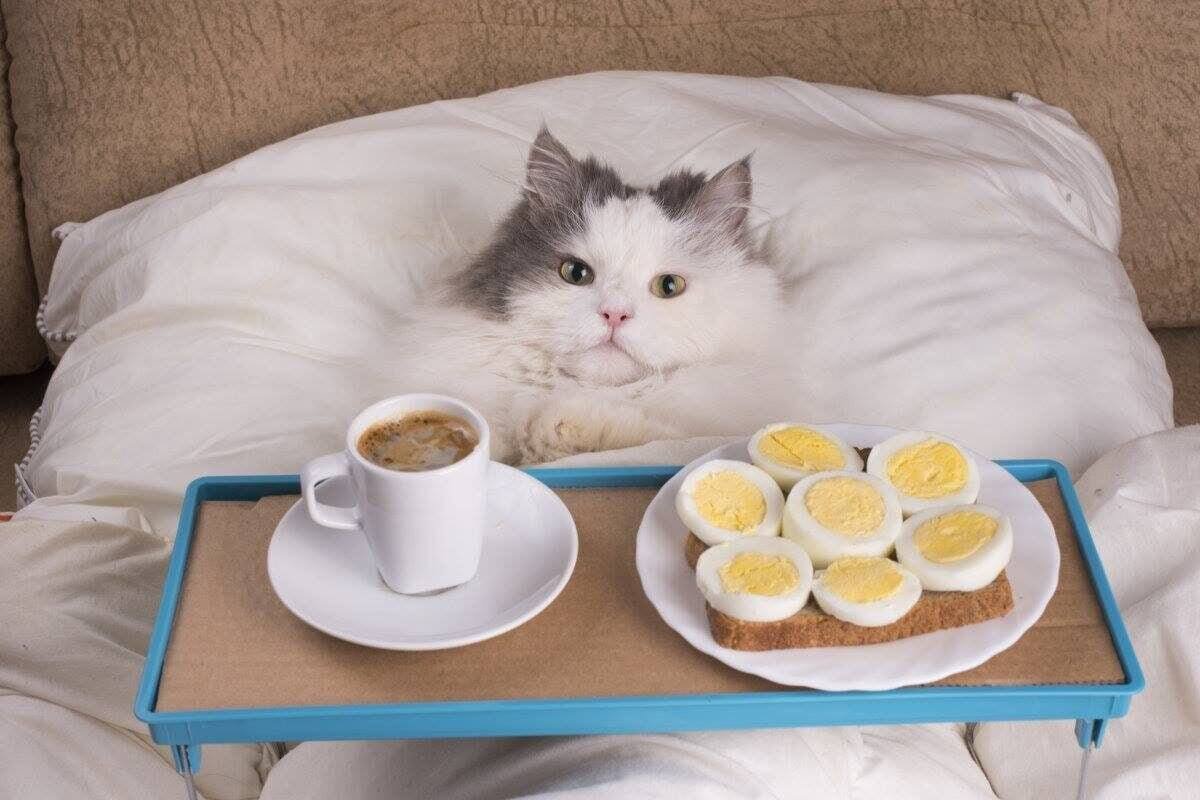 Кот завтрак в постель