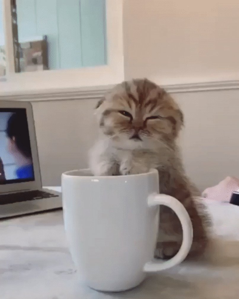 Кот и кофе