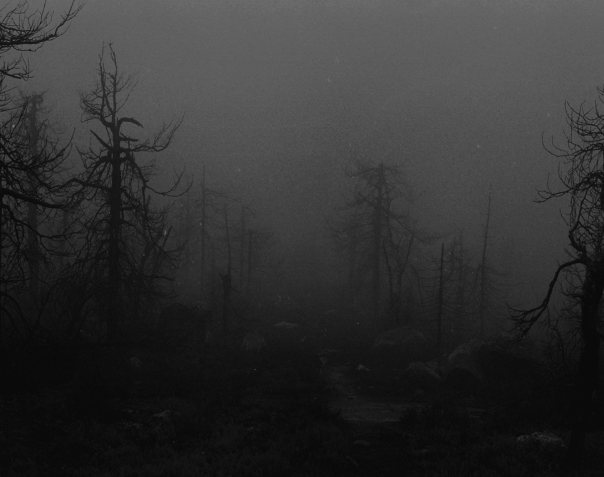 Atmospheric Black Metal лес