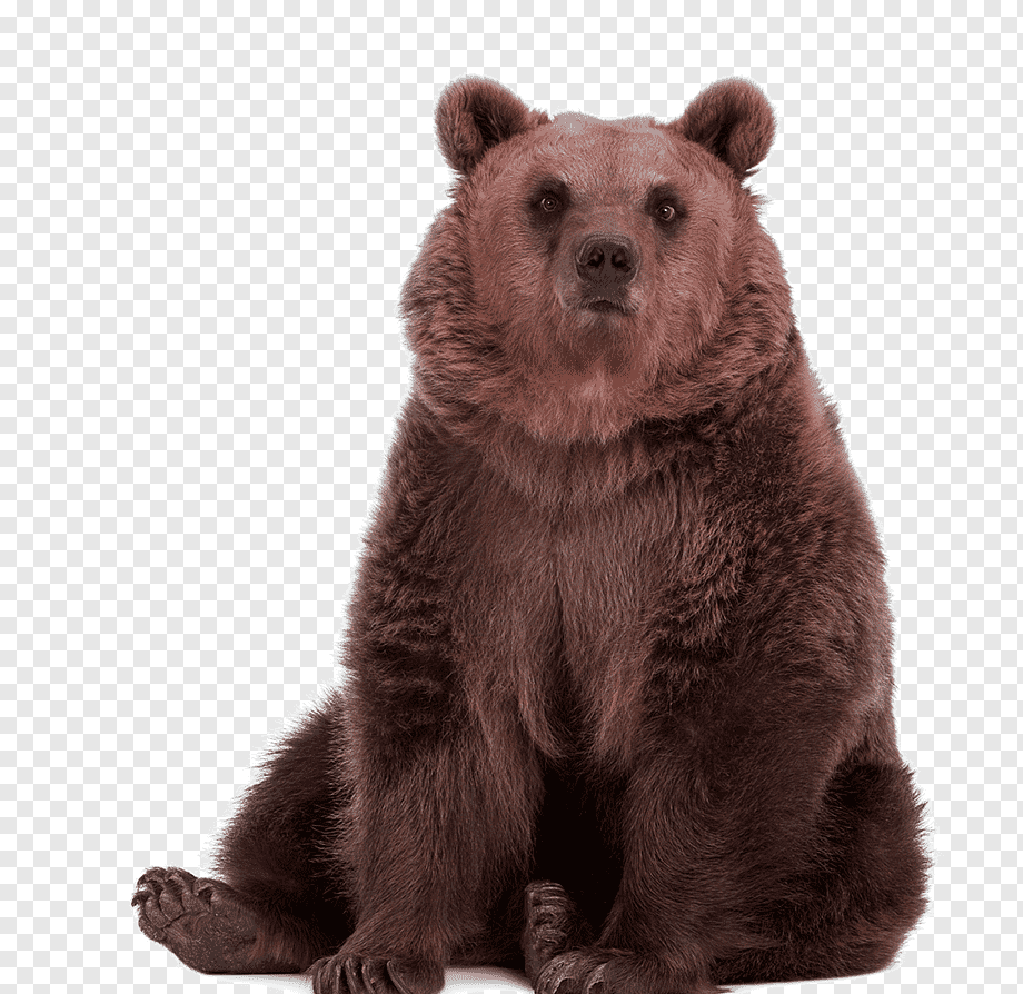 Медведь на прозрачном фоне