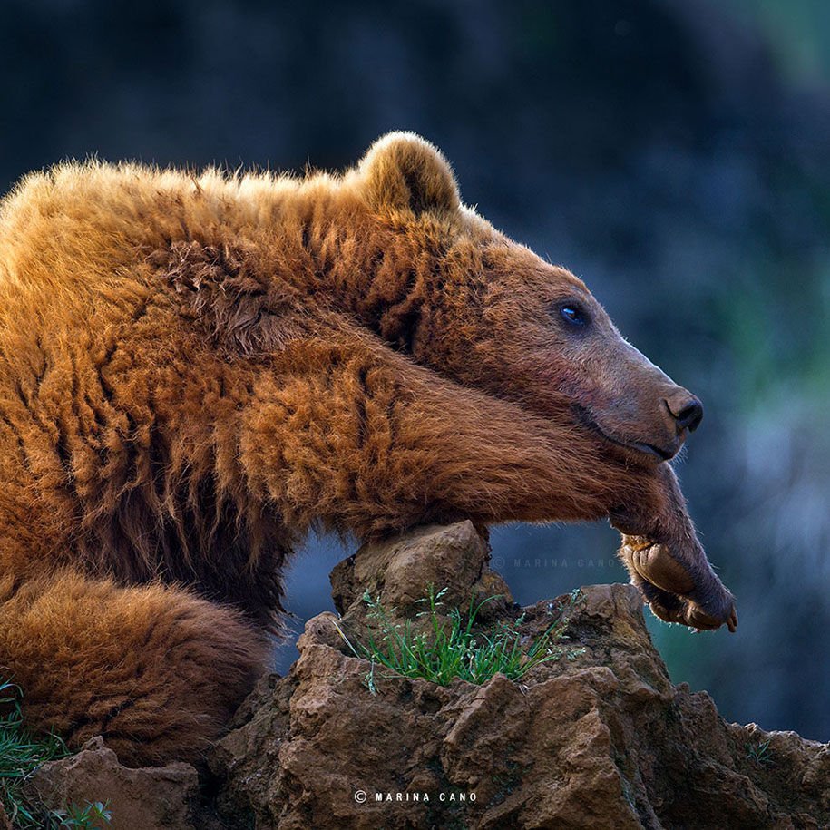 Дикая природа