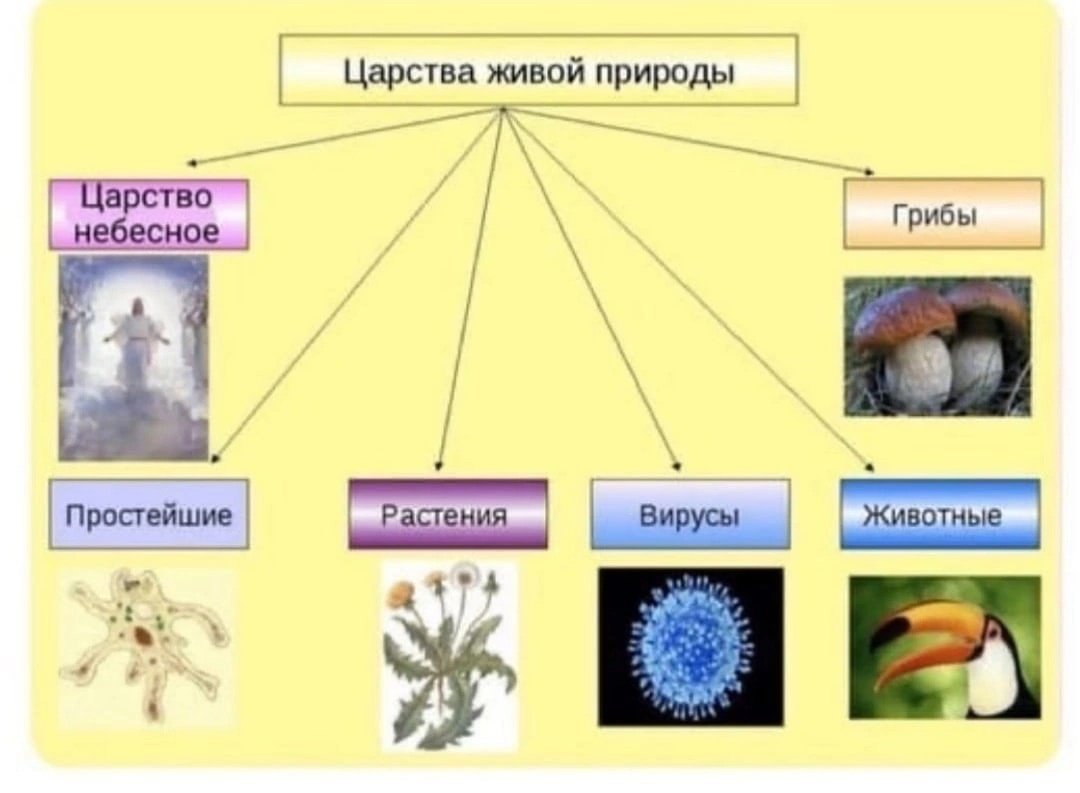 Царство животных царство растений царство грибов царство бактерий