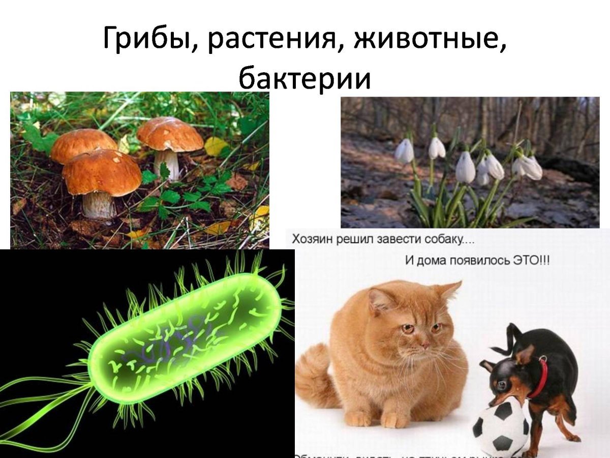 Растения животные микроорганизмы