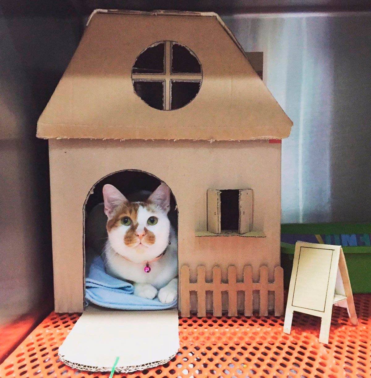 Домик для котика домик для котика домик для кота