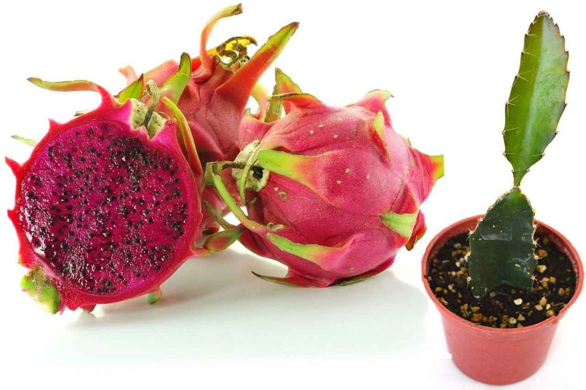 Сердце дракона фрукт
