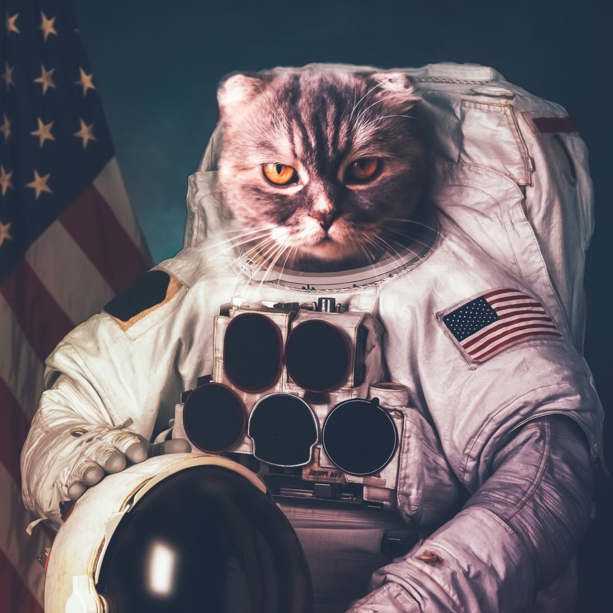Фелисетт кошка космонавт