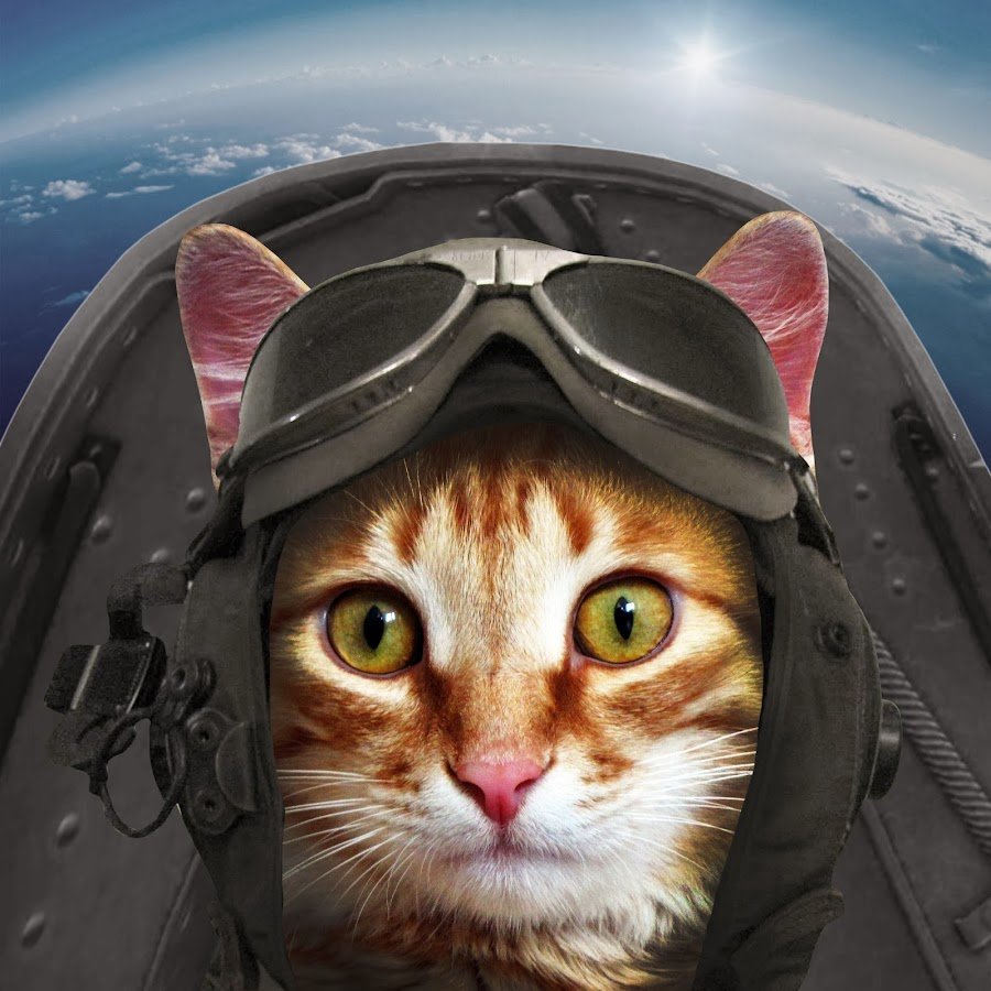 Кот в шлеме
