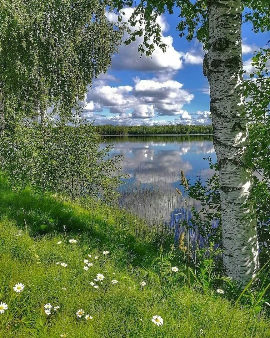 Россия просторы Березки реки
