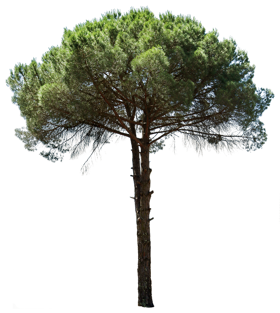 Сосна pinea Горная