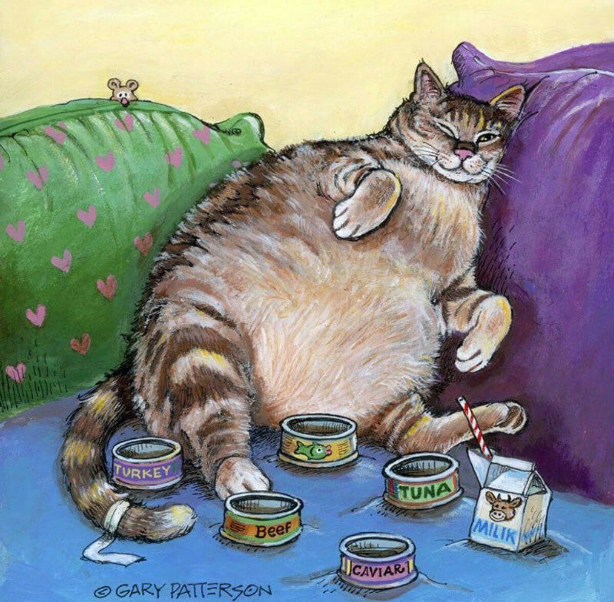 Жирный котик