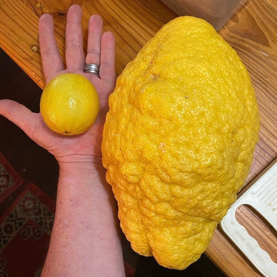 Лимонный гигант сахар