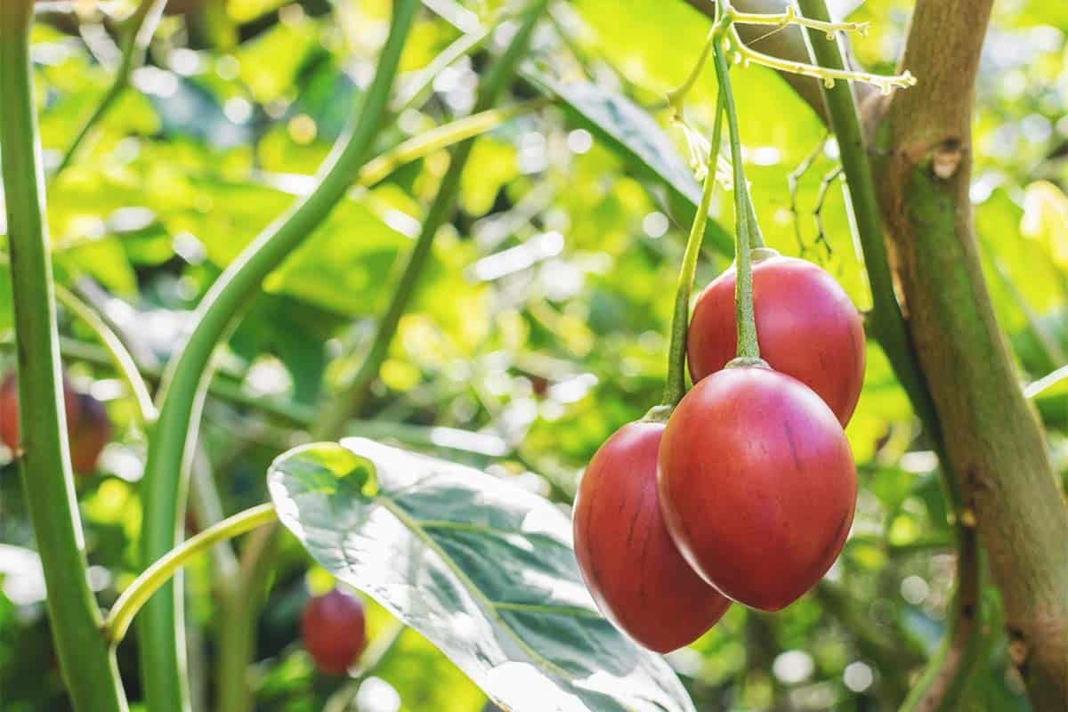 Tamarillo first pruning