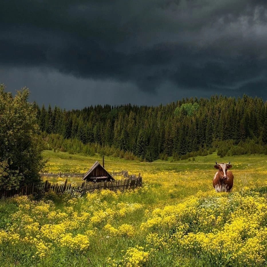 Природа россии картинки