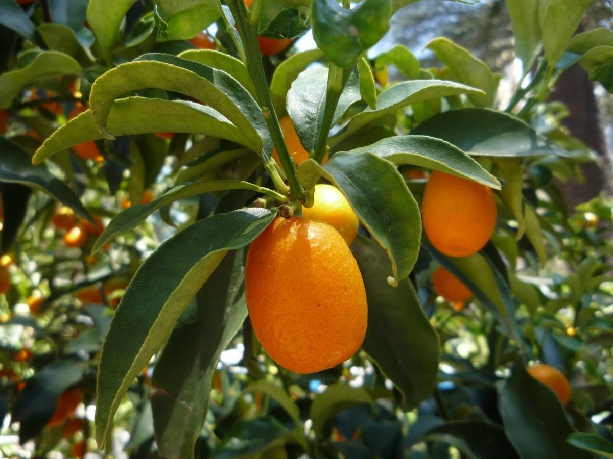 Китайский апельсин кумкват
