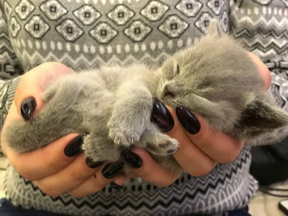 Милых котиков Симбочка млатшиго
