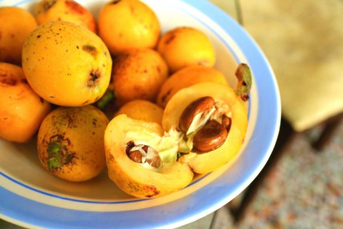 Мушмула фрукт