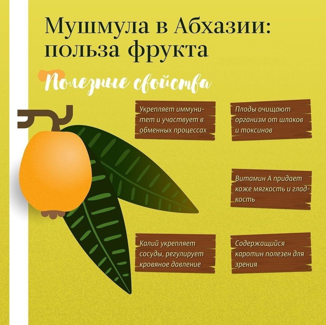 Фрукт мушмула чем полезен