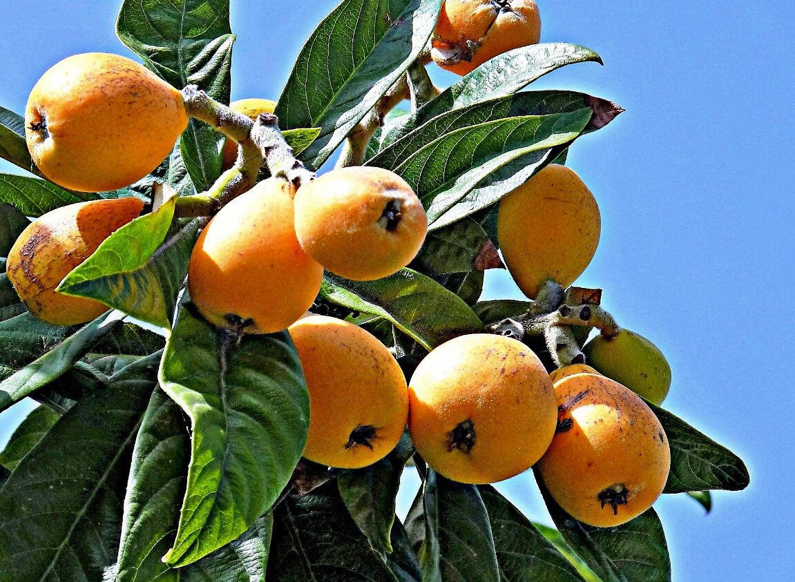 Мушмула Абхазская