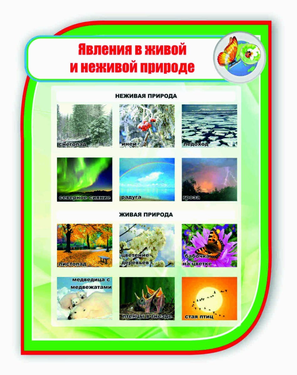 Зимние явления живой природы
