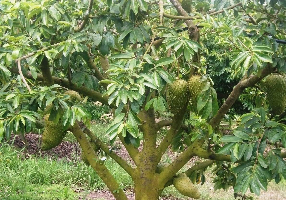 Гравиола (Annona muricata)
