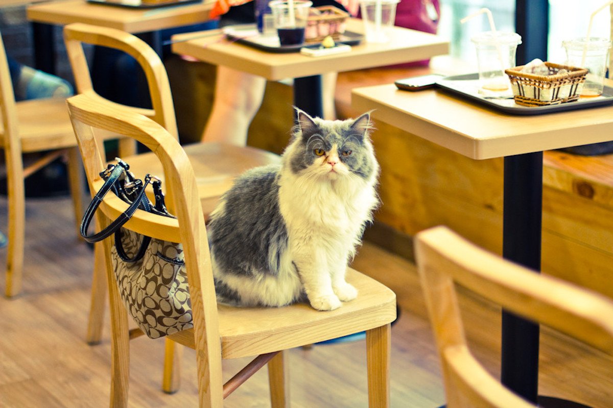 Кафе Котофейня с котиками Москва