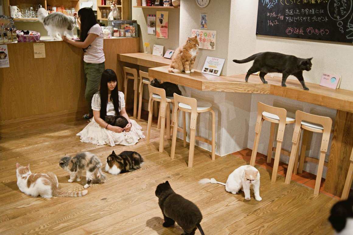 Кошачье кафе - "Cat Cafe" в Японии