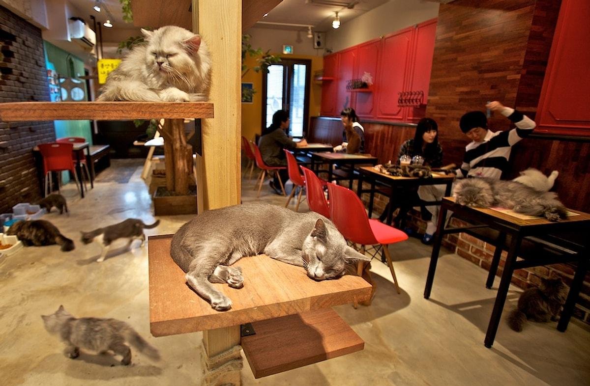 Япония кафе кошачье кафе