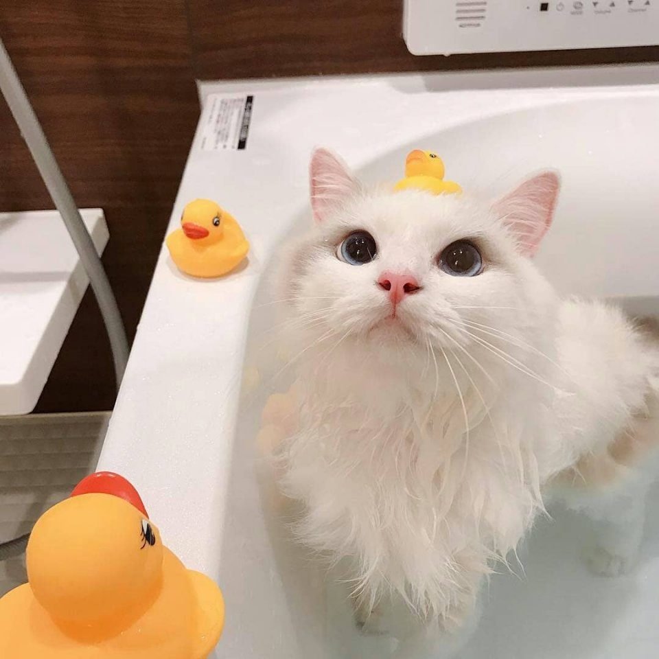 Котик и уточка
