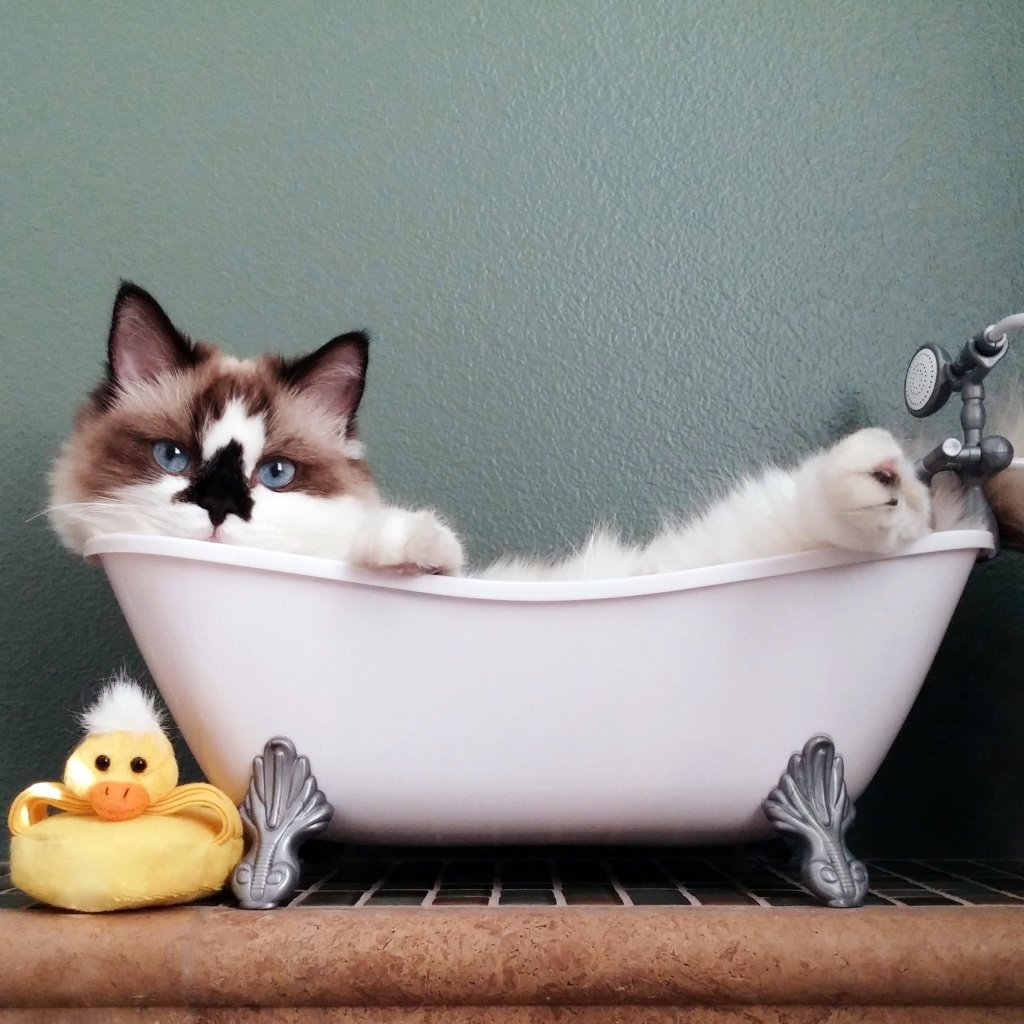 Котенок в ванной