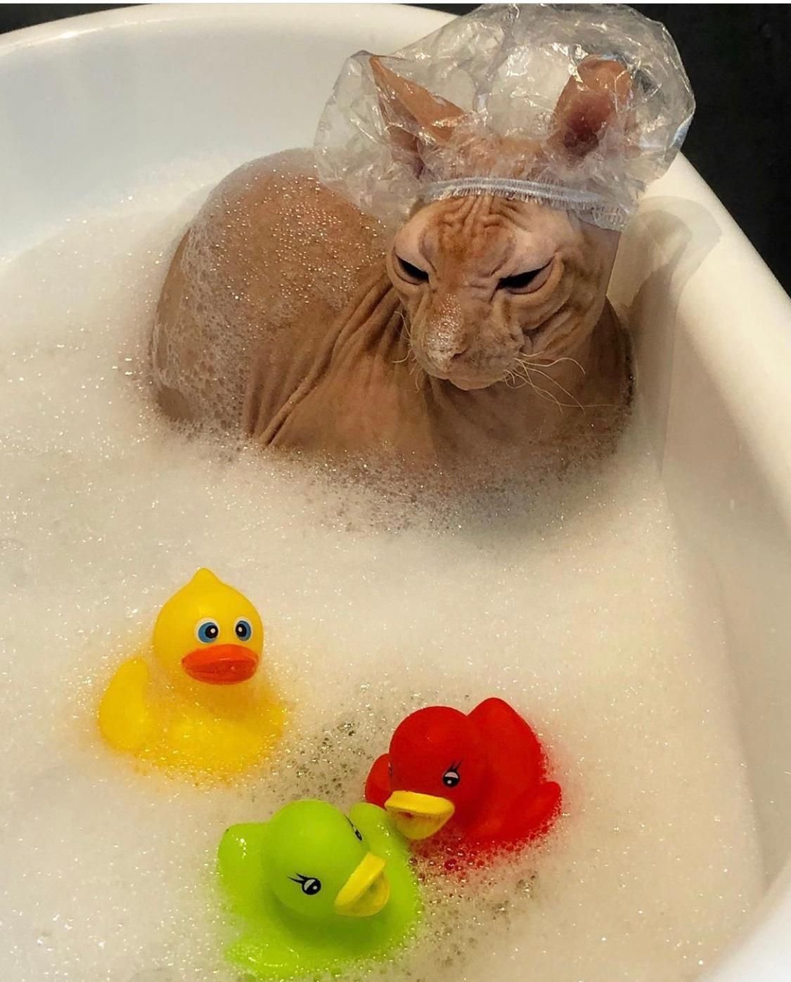 Котик в ванной с уточками