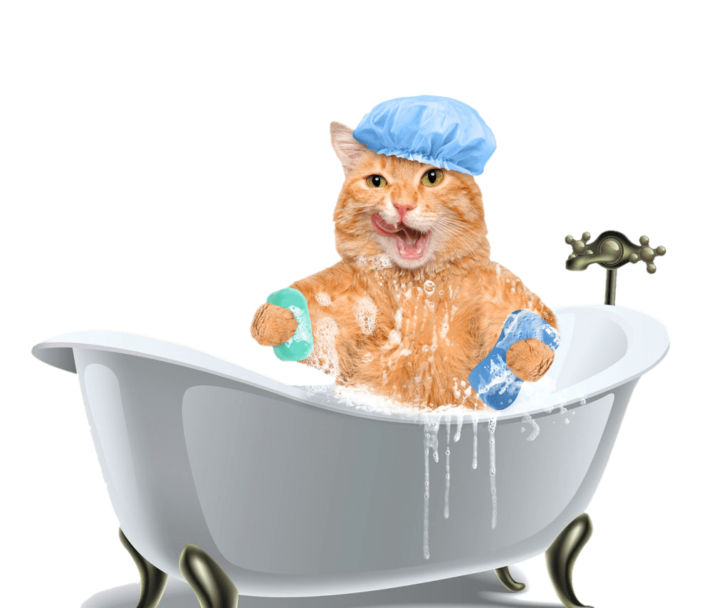 Кот в тазике на белом фоне