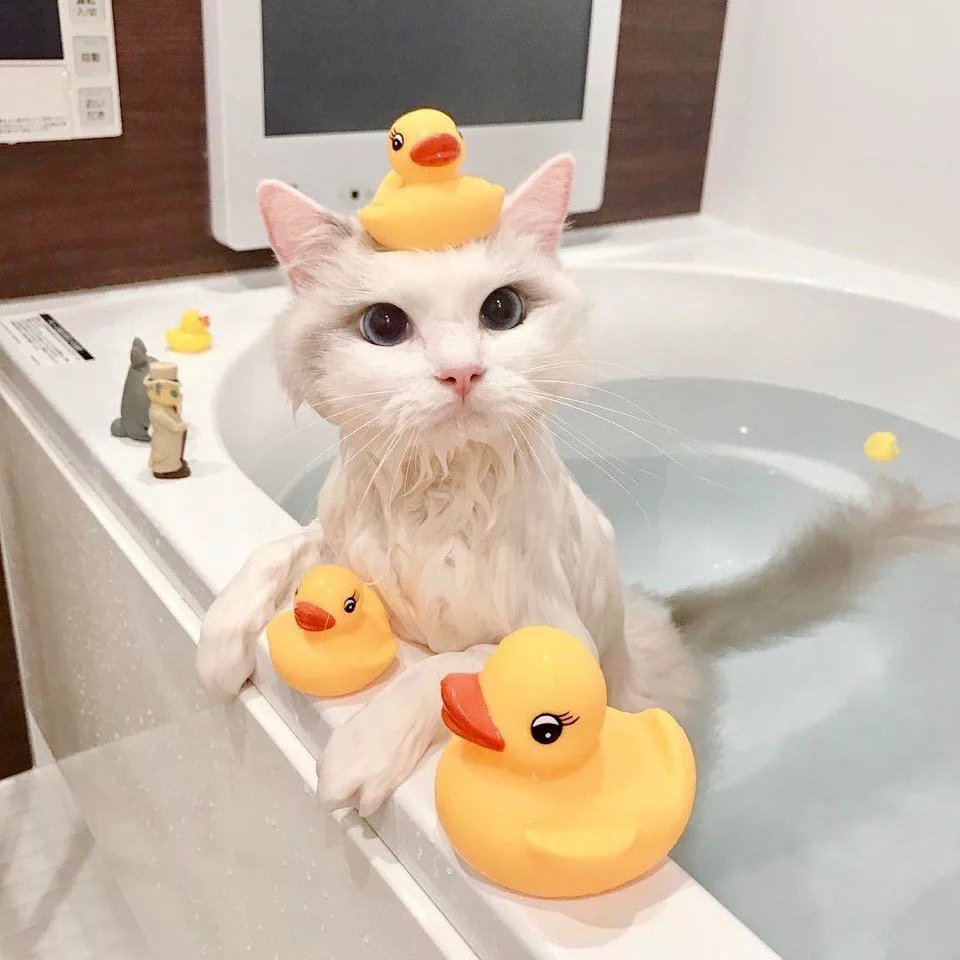 Котик в ванной