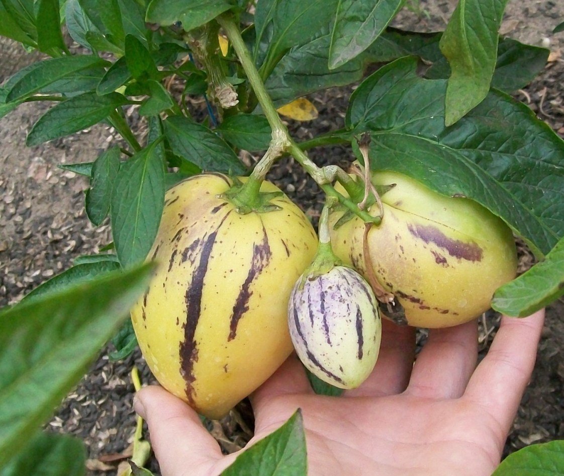 Пепино дынная груша купить