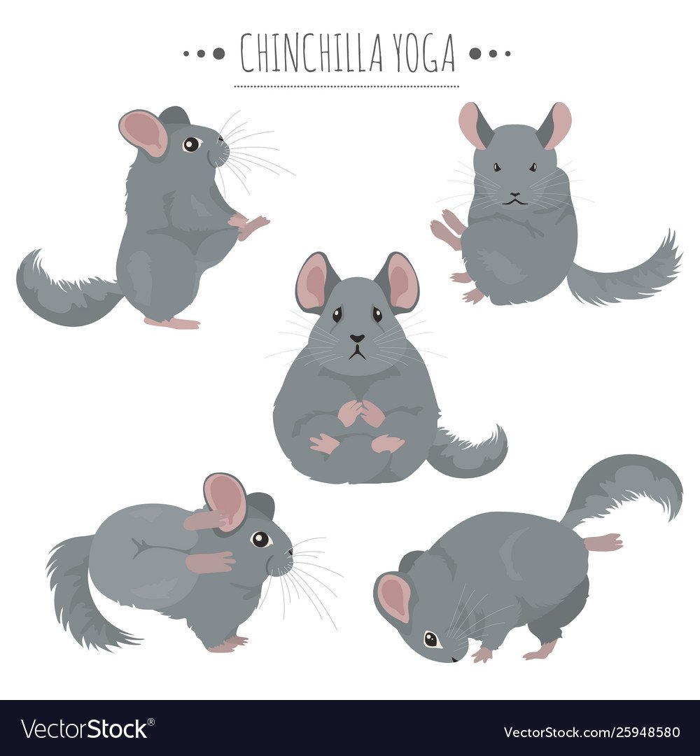 Шиншилла йог