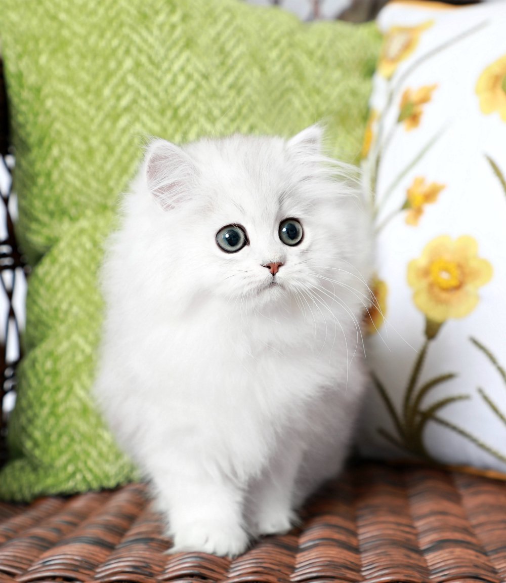 Серебристая шиншилла