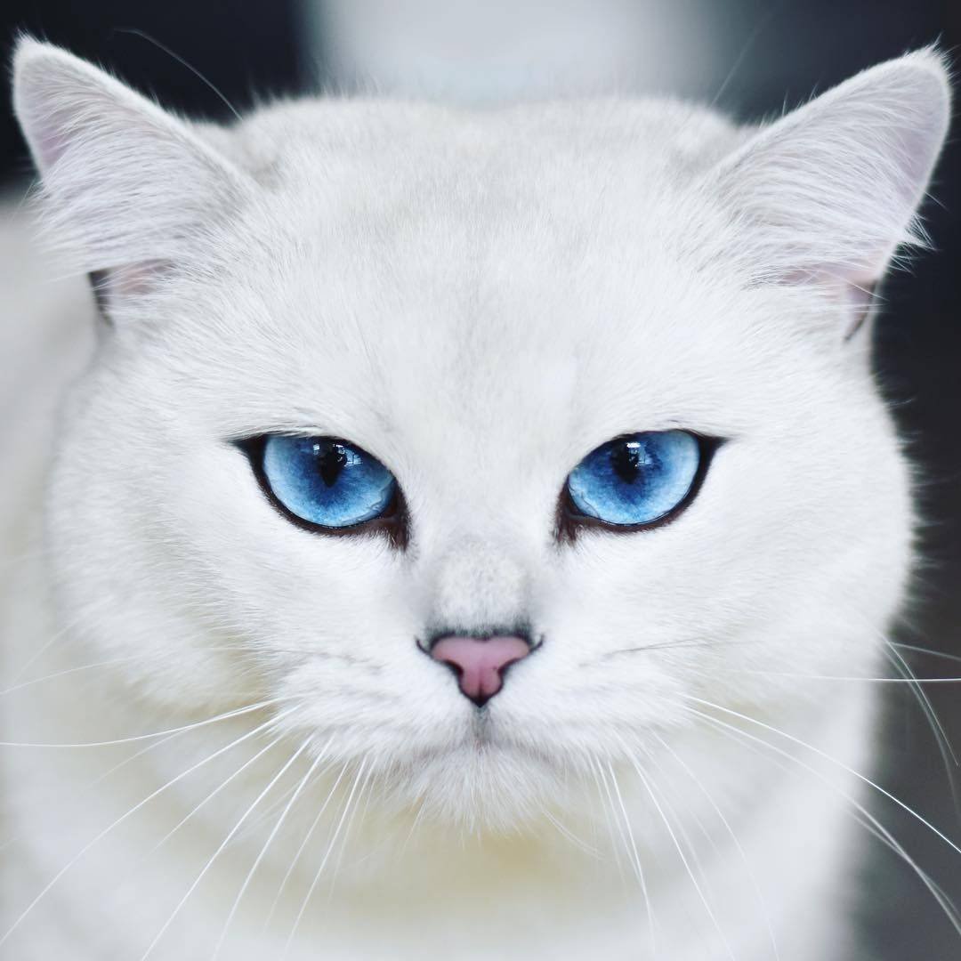 Микаэла и кошка
