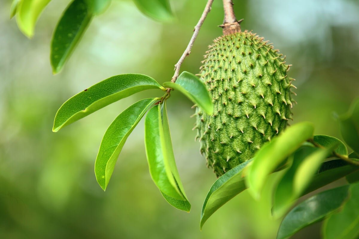 Soursop leaves