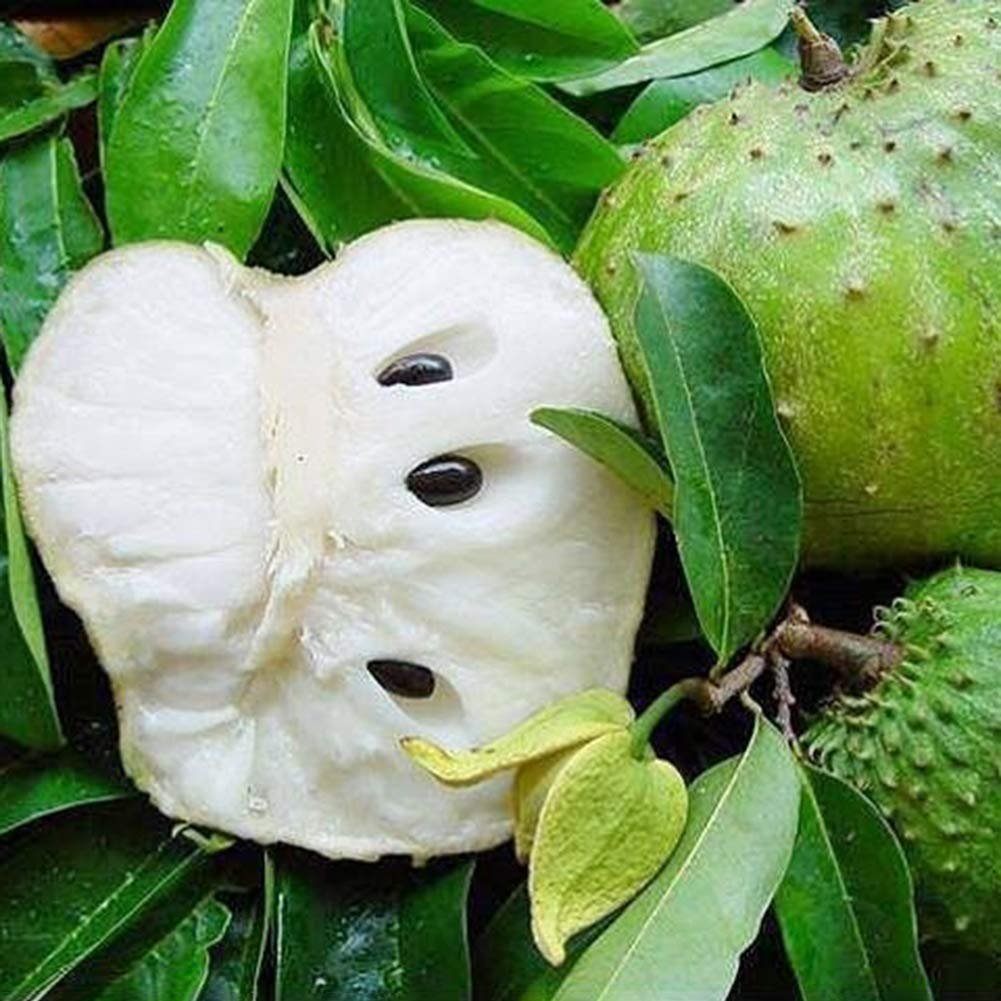 Саусеп листья